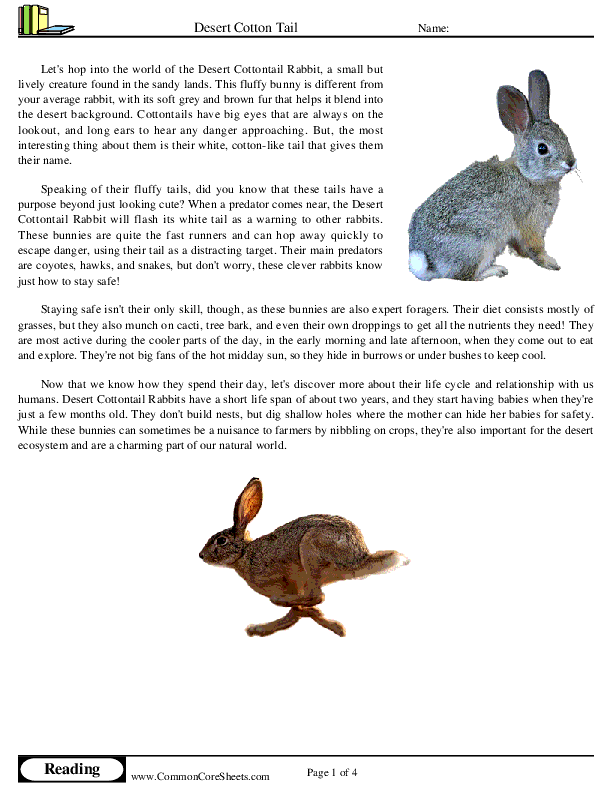  - desert-cotton-tail-rabbit worksheet