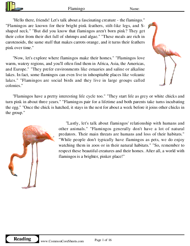  - flamingo worksheet