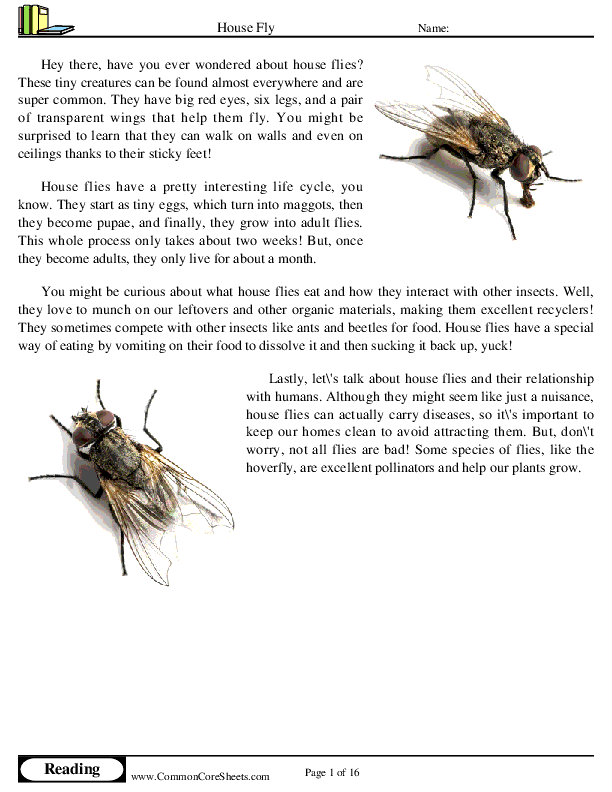  - house-fly worksheet