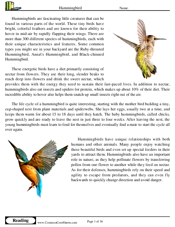  - hummingbird worksheet