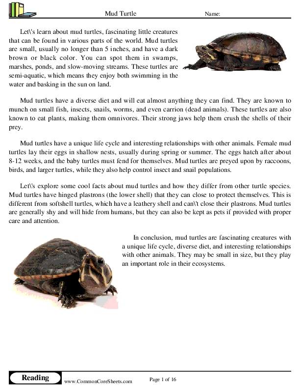  - mud-turtle worksheet
