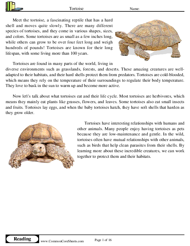  - tortoise worksheet