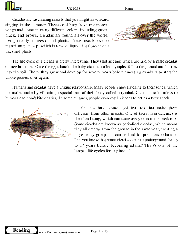  - cicadas worksheet